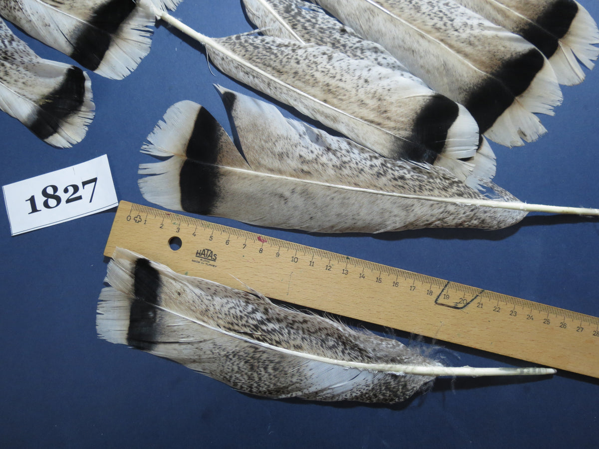 30 Pcs Natural Turkey Tail Feathers, Fly Tying Materials,Long Feathers. (1827)