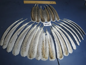 24 Pcs Natural Turkey Wing Feathers, Fly Tying Materials, Long Feathers. (1828)