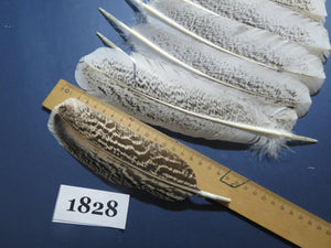 24 Pcs Natural Turkey Wing Feathers, Fly Tying Materials, Long Feathers. (1828)