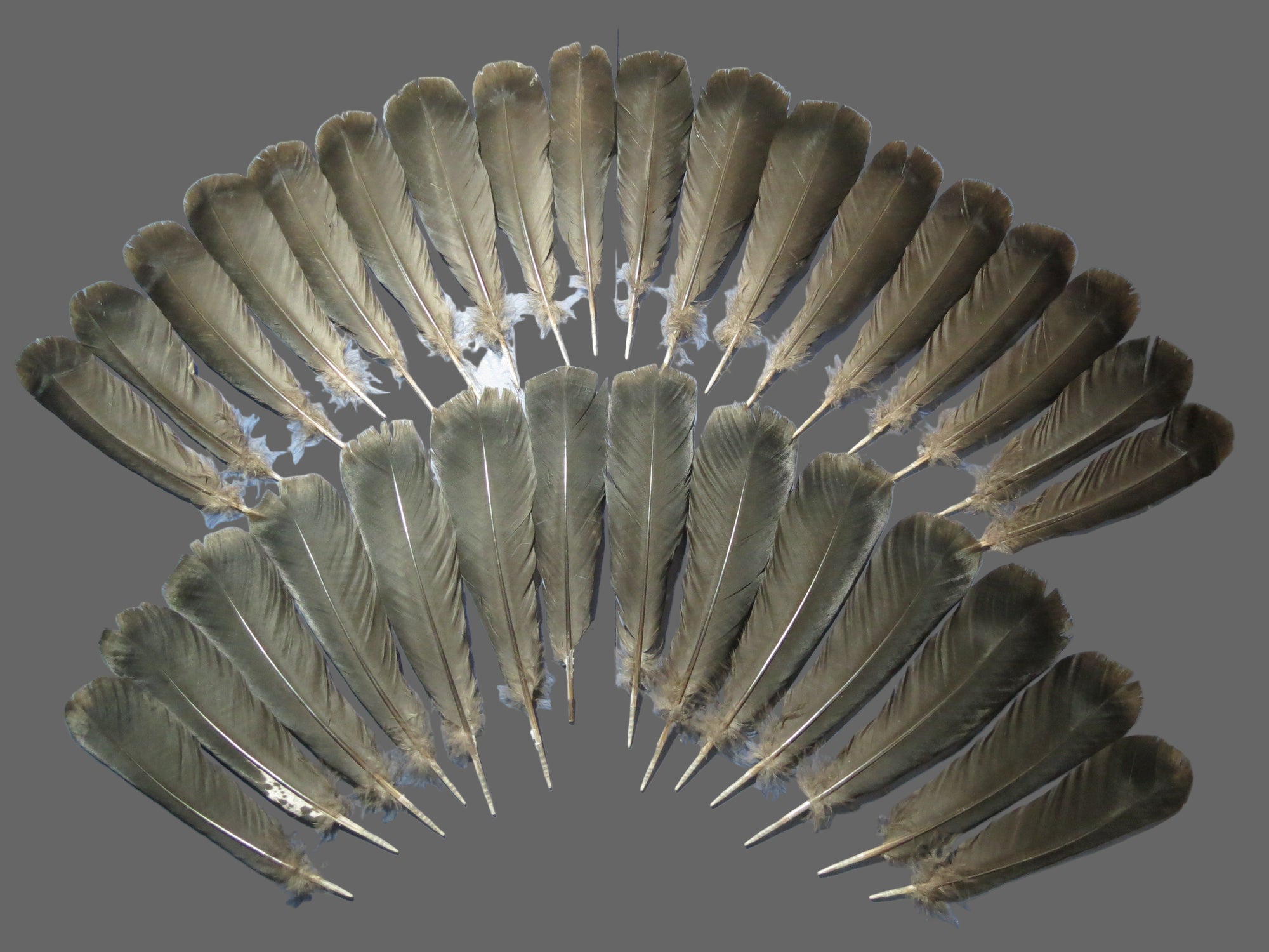 32 Pcs Black Turkey Tail Feathers, Fly Tying Materials,Long Feathers. (1830)