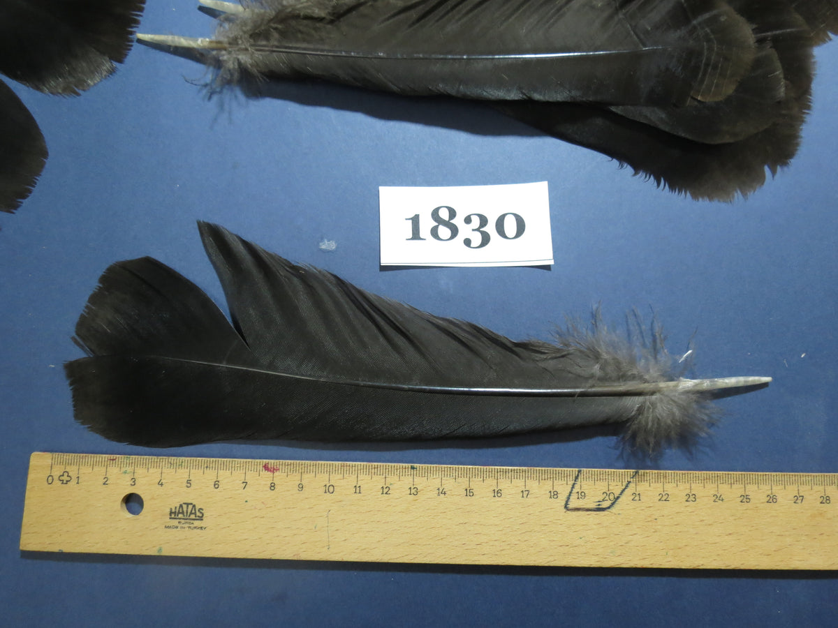 32 Pcs Black Turkey Tail Feathers, Fly Tying Materials,Long Feathers. (1830)