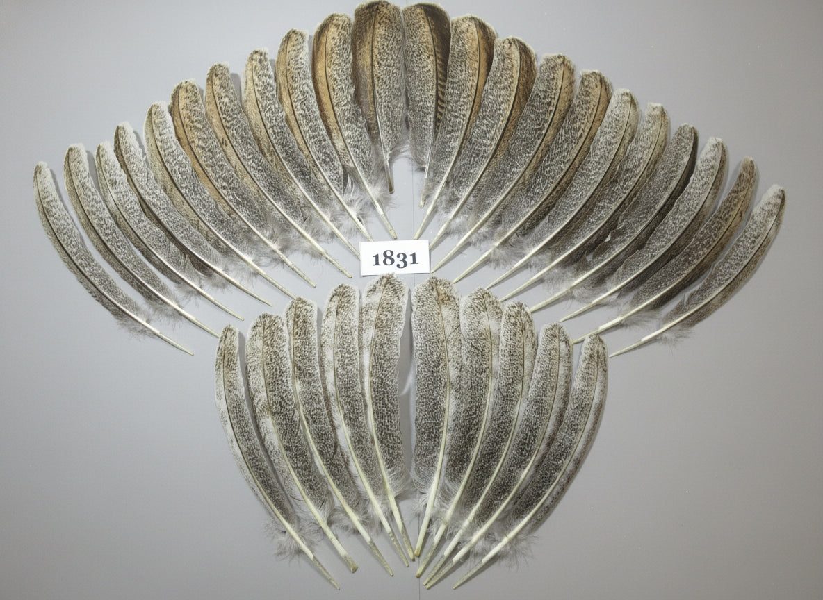 32 Pcs Natural Turkey Wing Feathers, Fly Tying Materials, Long Feathers. (1831)