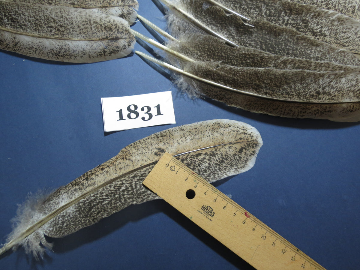 32 Pcs Natural Turkey Wing Feathers, Fly Tying Materials, Long Feathers. (1831)