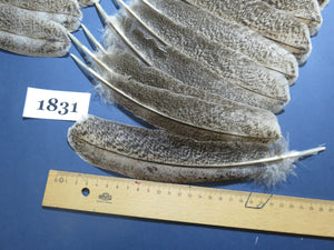32 Pcs Natural Turkey Wing Feathers, Fly Tying Materials, Long Feathers. (1831)