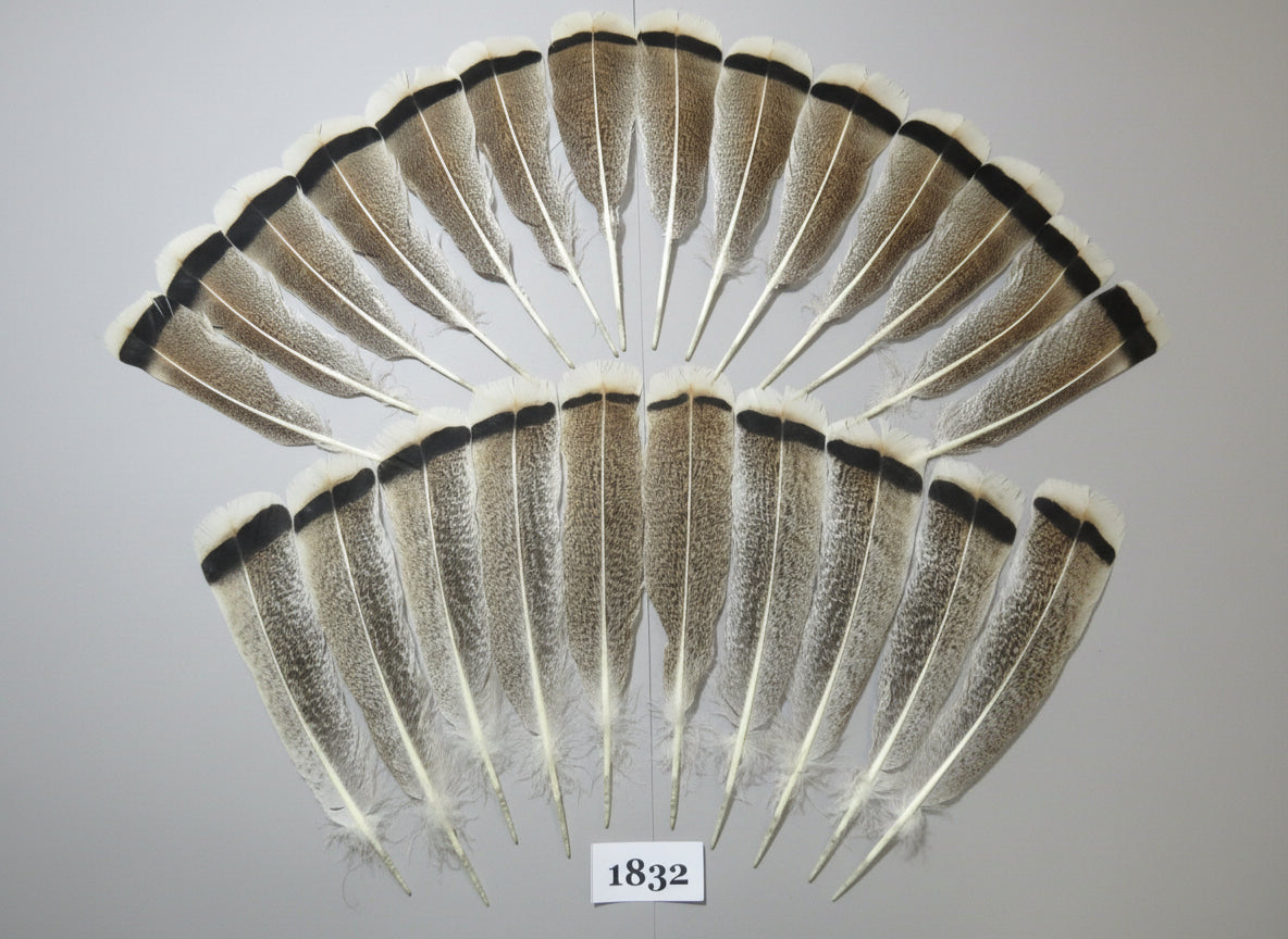 24 Pcs Amazing Turkey Tail Feathers, Fly Tying Materials,Long Feathers. (1832)