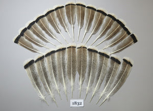 24 Pcs Amazing Turkey Tail Feathers, Fly Tying Materials,Long Feathers. (1832)