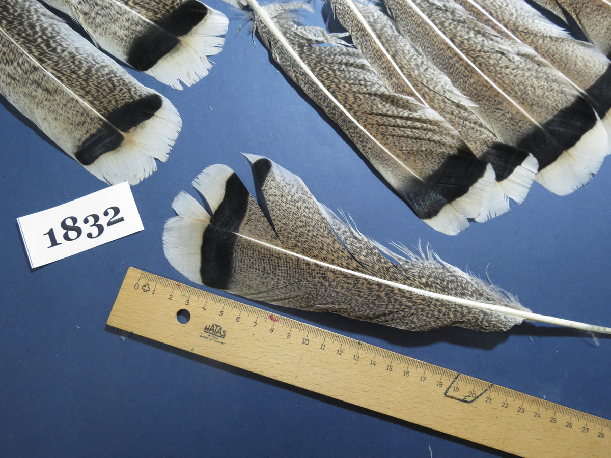 24 Pcs Amazing Turkey Tail Feathers, Fly Tying Materials,Long Feathers. (1832)