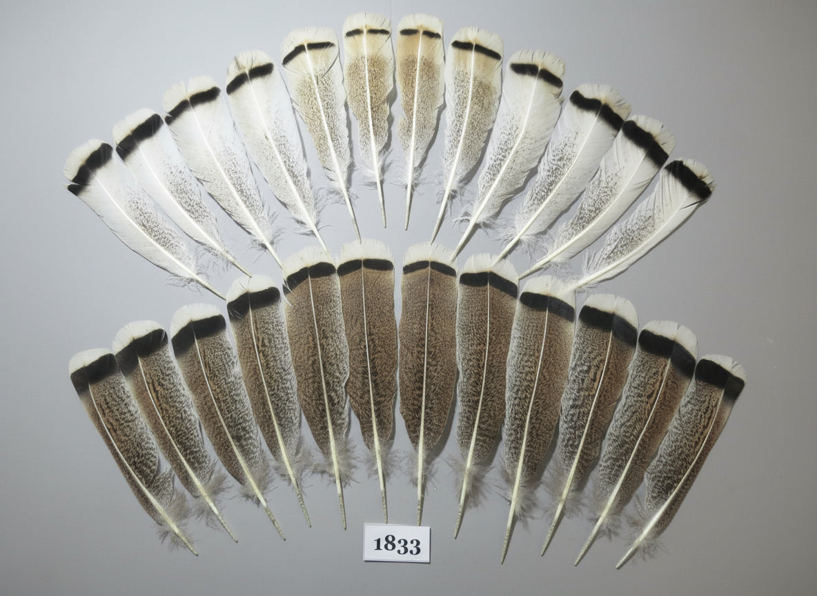 24 Pcs Amazing Turkey Tail Feathers, Fly Tying Materials,Long Feathers. (1833)