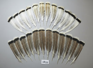 24 Pcs Amazing Turkey Tail Feathers, Fly Tying Materials,Long Feathers. (1833)