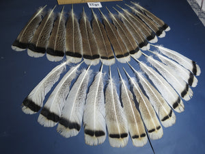 24 Pcs Amazing Turkey Tail Feathers, Fly Tying Materials,Long Feathers. (1833)
