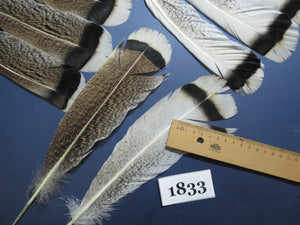 24 Pcs Amazing Turkey Tail Feathers, Fly Tying Materials,Long Feathers. (1833)