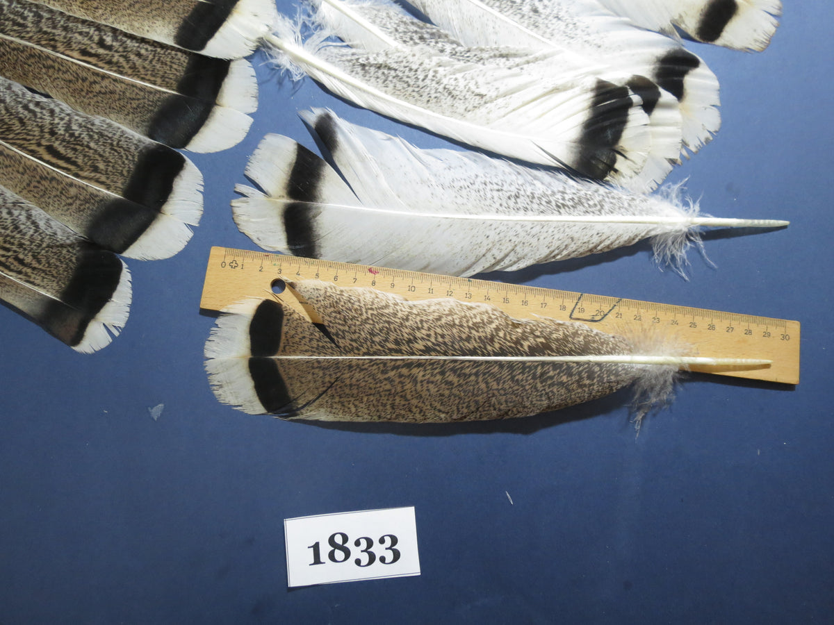 24 Pcs Amazing Turkey Tail Feathers, Fly Tying Materials,Long Feathers. (1833)