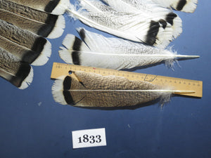 24 Pcs Amazing Turkey Tail Feathers, Fly Tying Materials,Long Feathers. (1833)