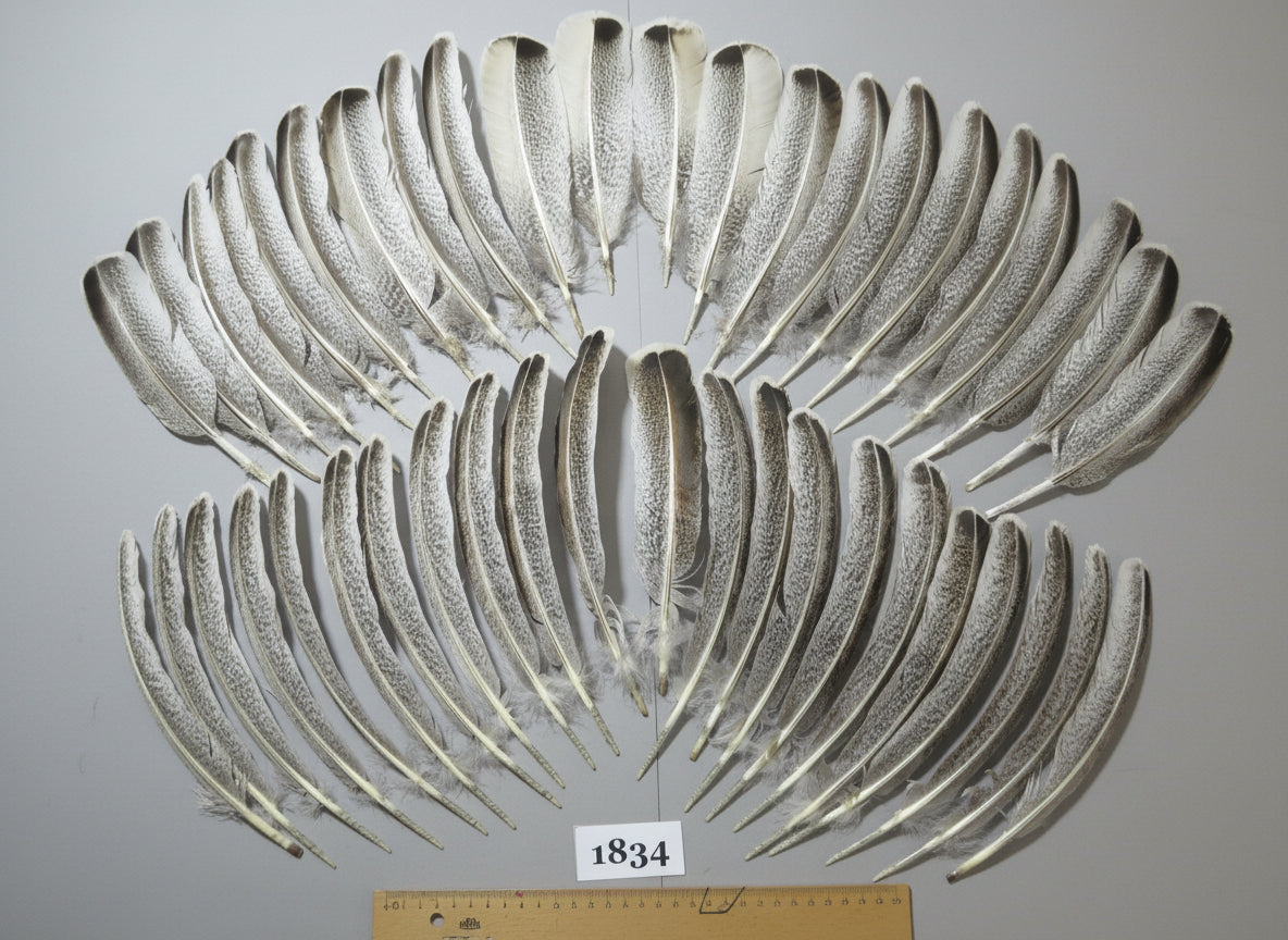 44 Pcs Natural Turkey Wing Feathers, Fly Tying Materials, Long Feathers. (1834)