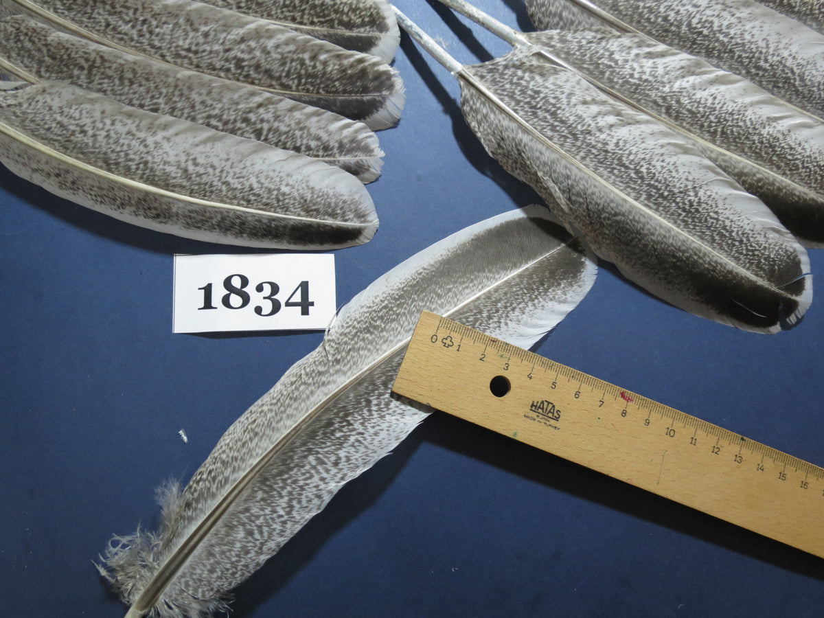 44 Pcs Natural Turkey Wing Feathers, Fly Tying Materials, Long Feathers. (1834)
