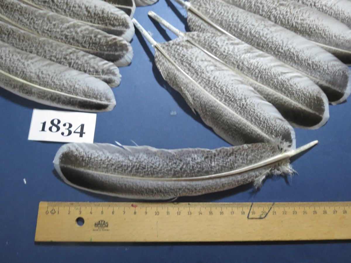 44 Pcs Natural Turkey Wing Feathers, Fly Tying Materials, Long Feathers. (1834)