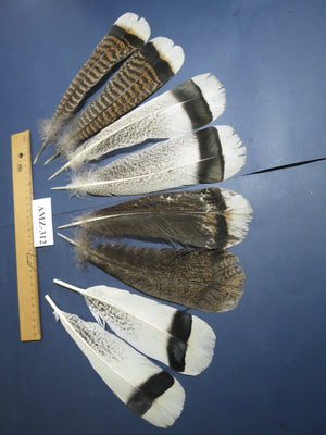 4 Pairs Of Turkey Feathers, Tail Feathers, Fly Tying Materials, Genuine Feathers (AMZ-312)