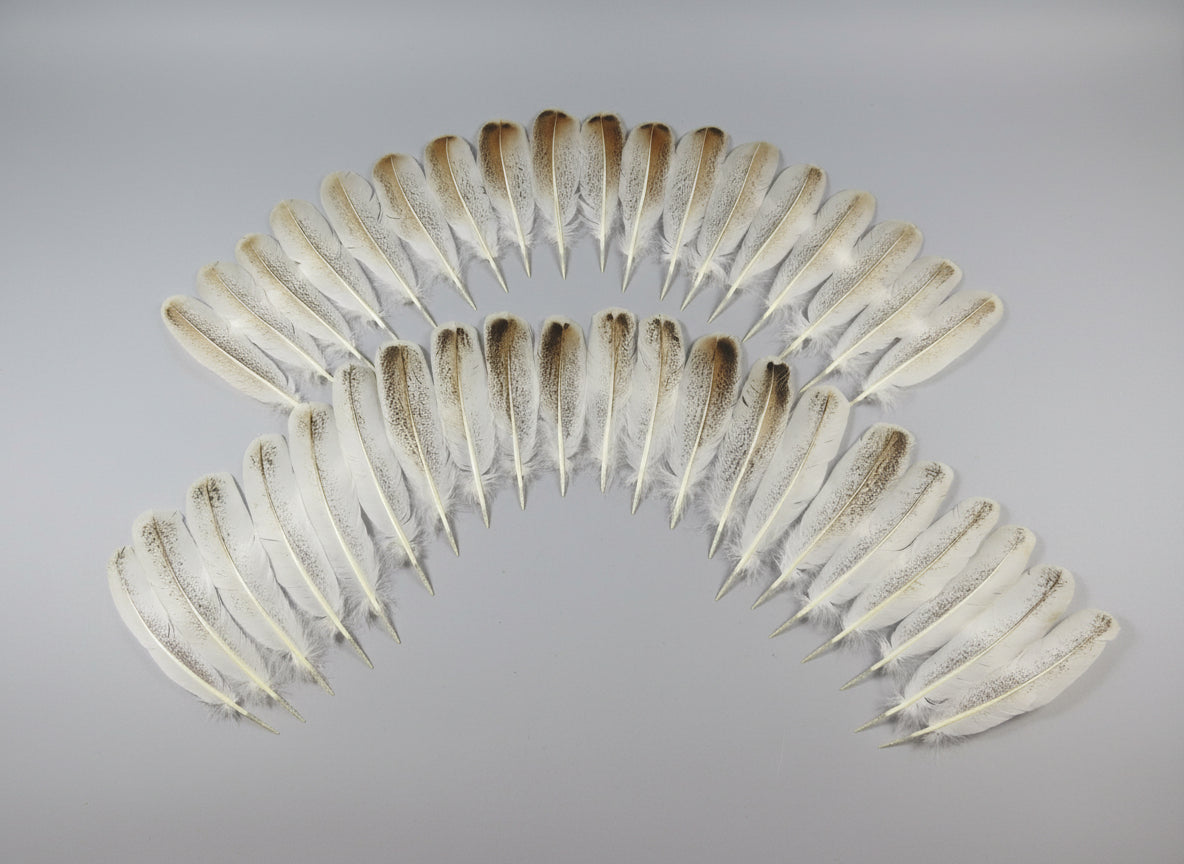 38 Pcs Rare Turkey Wing Feathers, Fly Tying Materials,Long Feathers. (1835)