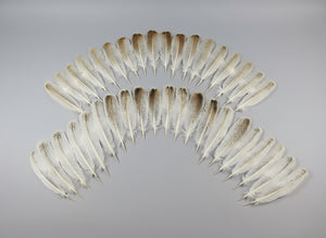 38 Pcs Rare Turkey Wing Feathers, Fly Tying Materials,Long Feathers. (1835)