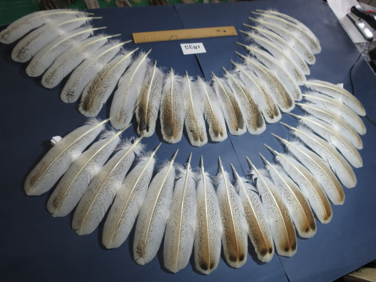 38 Pcs Rare Turkey Wing Feathers, Fly Tying Materials,Long Feathers. (1835)