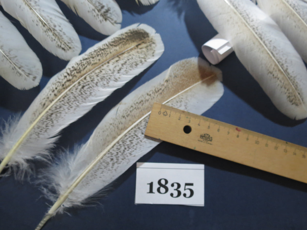 38 Pcs Rare Turkey Wing Feathers, Fly Tying Materials,Long Feathers. (1835)