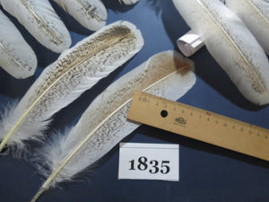 38 Pcs Rare Turkey Wing Feathers, Fly Tying Materials,Long Feathers. (1835)