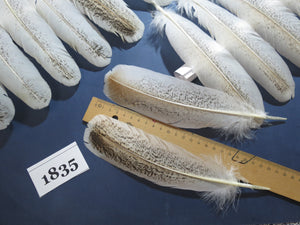 38 Pcs Rare Turkey Wing Feathers, Fly Tying Materials,Long Feathers. (1835)