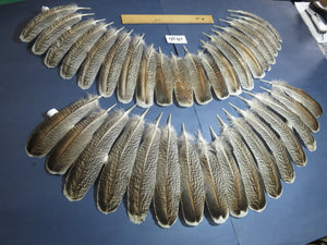 36 Pcs Real Turkey Wing Feathers, Fly Tying Materials,Long Feathers. (1836)