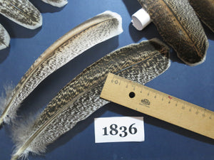 36 Pcs Real Turkey Wing Feathers, Fly Tying Materials,Long Feathers. (1836)