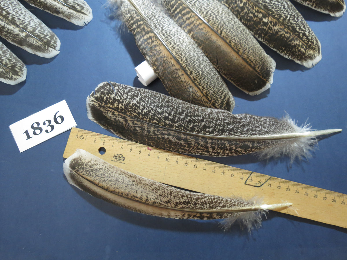 36 Pcs Real Turkey Wing Feathers, Fly Tying Materials,Long Feathers. (1836)