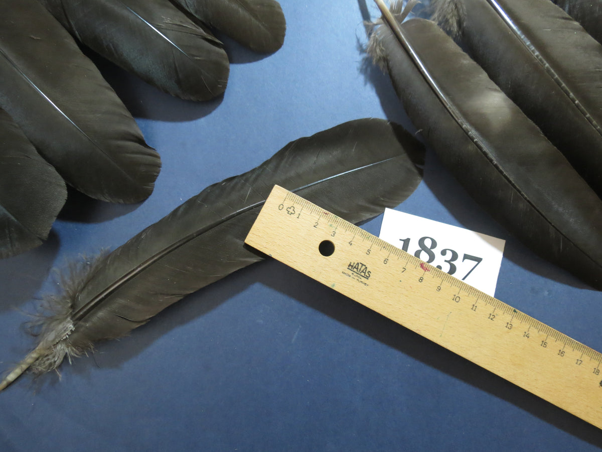 36 Pcs Black Turkey Wing Feathers, Fly Tying Materials,Long Feathers. (1837)