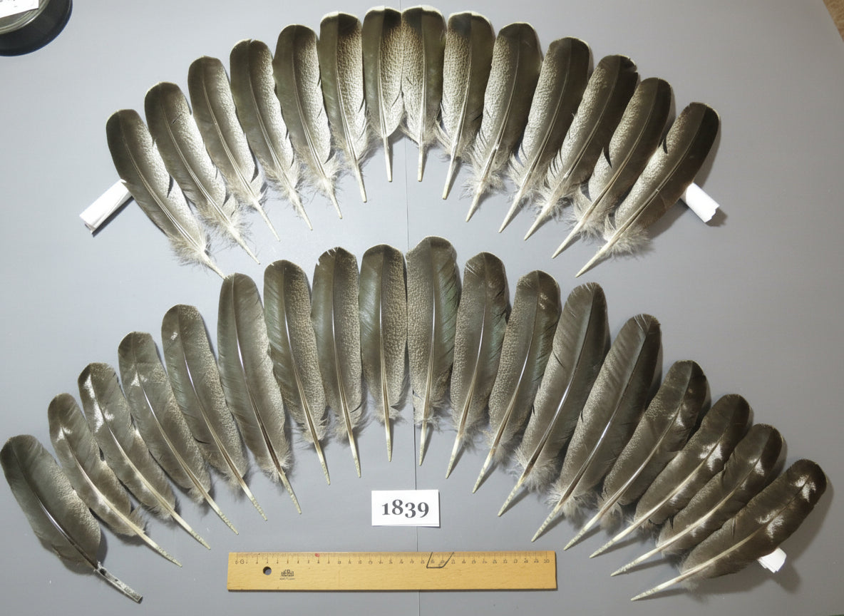 32 Pcs Real Turkey Wing Feathers, Fly Tying Materials,Long Feathers. (1839)