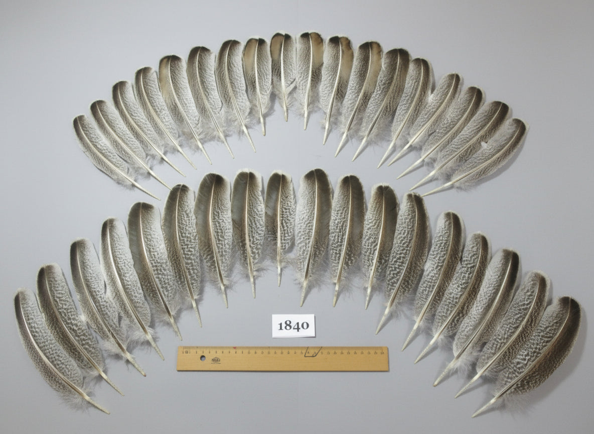 36 Pcs Real Turkey Wing Feathers, Fly Tying Materials,Long Feathers. (1840)
