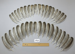 36 Pcs Real Turkey Wing Feathers, Fly Tying Materials,Long Feathers. (1840)