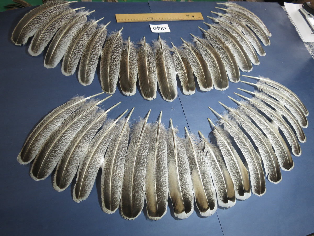 36 Pcs Real Turkey Wing Feathers, Fly Tying Materials,Long Feathers. (1840)