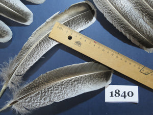 36 Pcs Real Turkey Wing Feathers, Fly Tying Materials,Long Feathers. (1840)