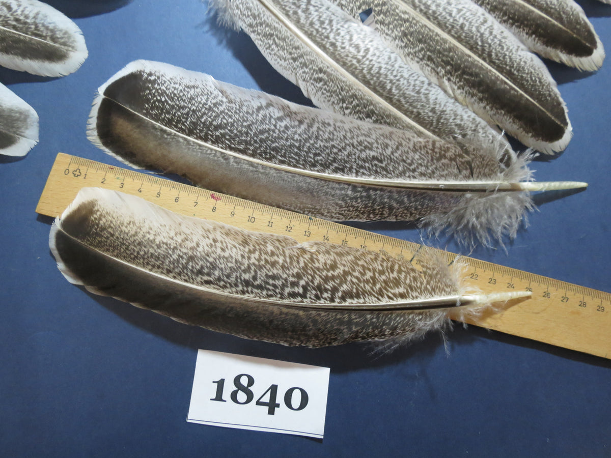 36 Pcs Real Turkey Wing Feathers, Fly Tying Materials,Long Feathers. (1840)