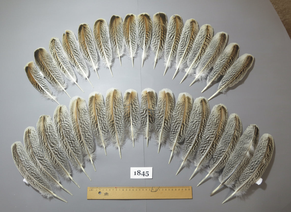 32 Pcs Tiger Turkey Wing Feathers, Fly Tying Materials,Long Feathers. (1845)