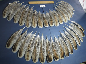 32 Pcs Tiger Turkey Wing Feathers, Fly Tying Materials,Long Feathers. (1845)