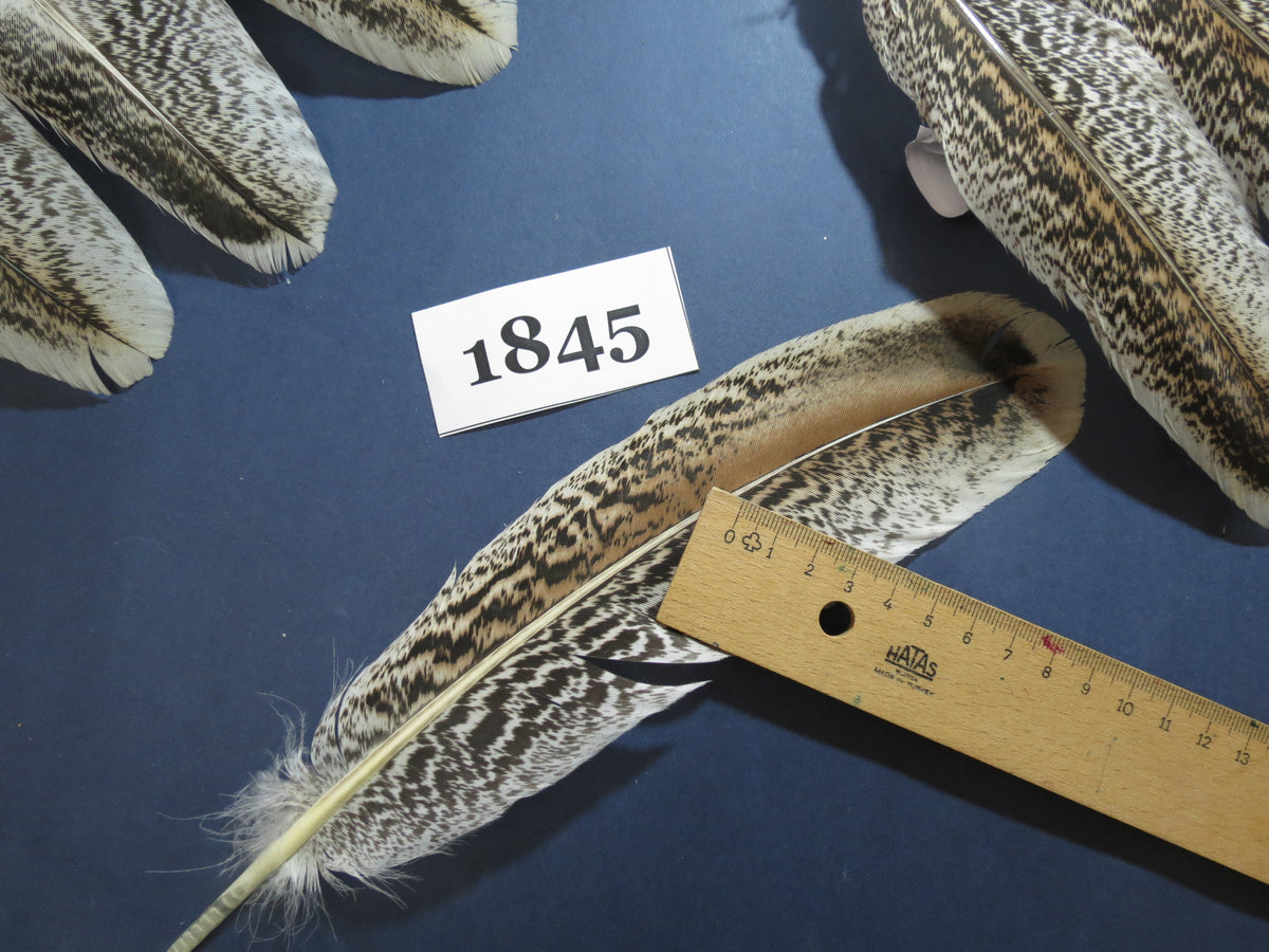 32 Pcs Tiger Turkey Wing Feathers, Fly Tying Materials,Long Feathers. (1845)