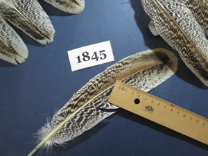 32 Pcs Tiger Turkey Wing Feathers, Fly Tying Materials,Long Feathers. (1845)