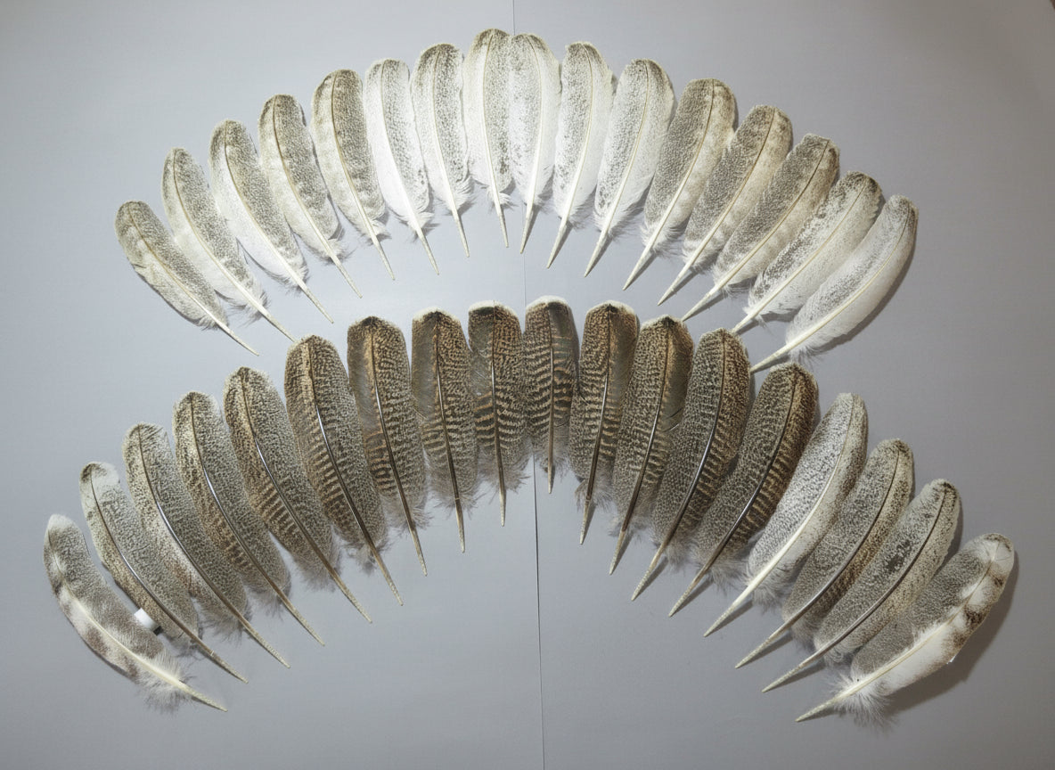 34 Pcs Real Turkey Wing Feathers, Fly Tying Materials,Long Feathers. (1848)
