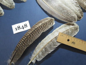 34 Pcs Real Turkey Wing Feathers, Fly Tying Materials,Long Feathers. (1848)