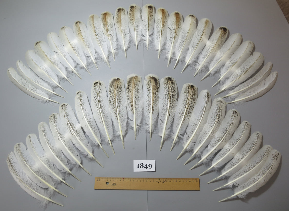 42 Pcs Real Turkey Wing Feathers, Fly Tying Materials,Long Feathers. (1849)