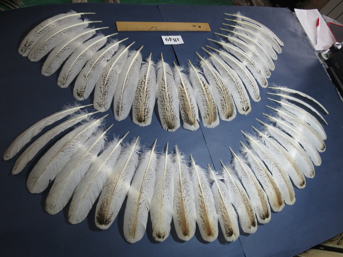 42 Pcs Real Turkey Wing Feathers, Fly Tying Materials,Long Feathers. (1849)