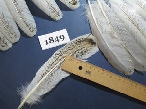 42 Pcs Real Turkey Wing Feathers, Fly Tying Materials,Long Feathers. (1849)