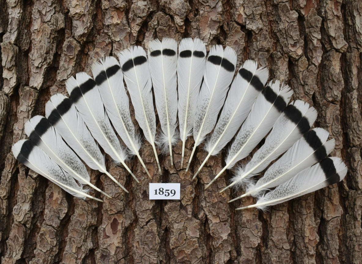 14 Pcs Natural Turkey Tail Feathers, Fly Tying Materials,Long Feathers. (1859)