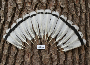 14 Pcs Natural Turkey Tail Feathers, Fly Tying Materials,Long Feathers. (1859)