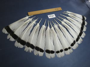 14 Pcs Natural Turkey Tail Feathers, Fly Tying Materials,Long Feathers. (1859)