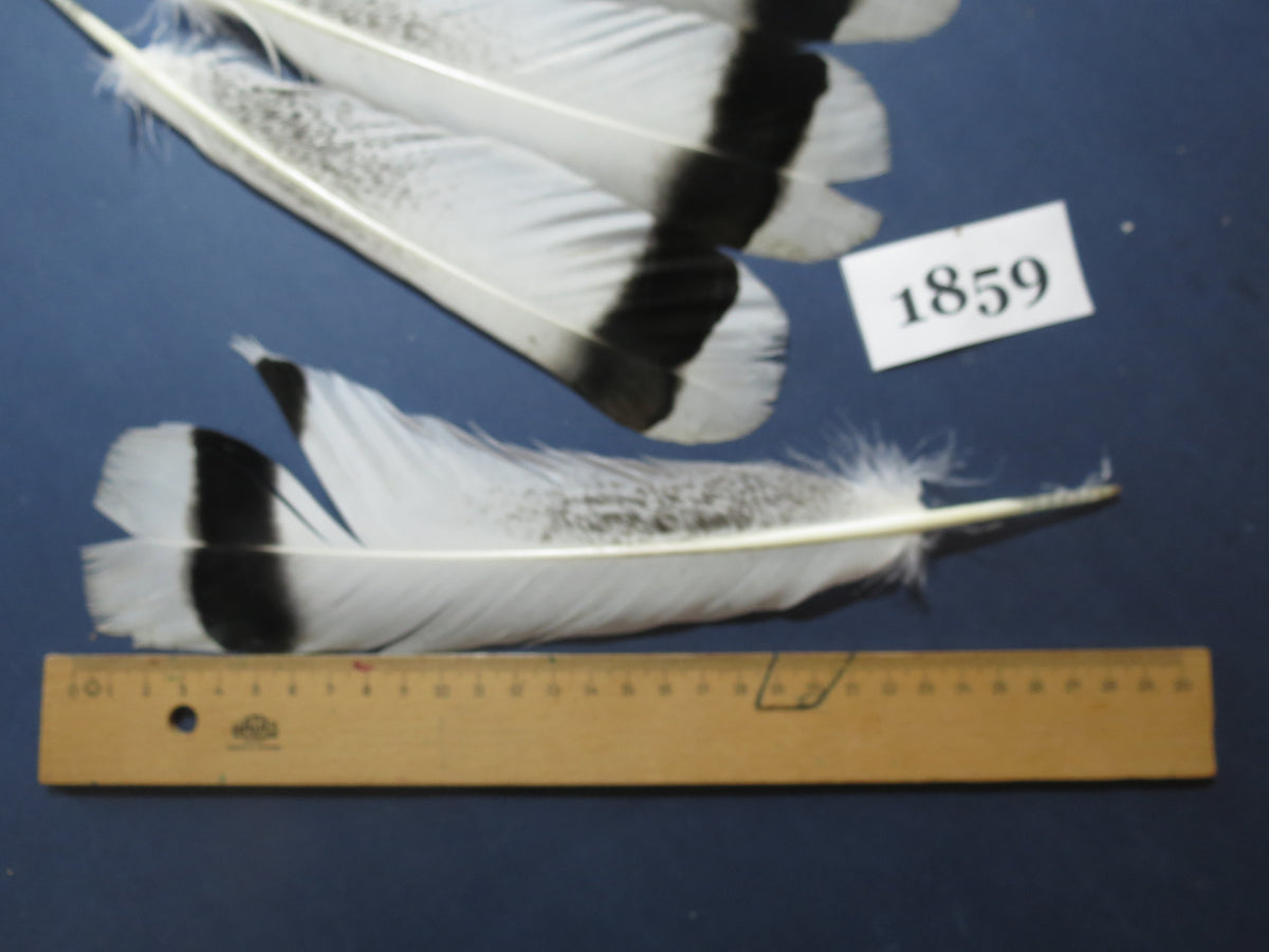 14 Pcs Natural Turkey Tail Feathers, Fly Tying Materials,Long Feathers. (1859)